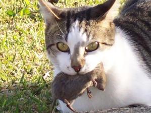 CatRat