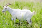 goat in the field