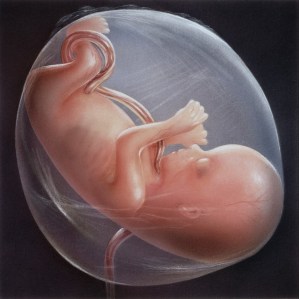 NH_Embryo